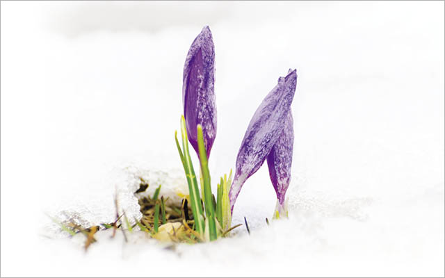 crocus growing out of snow