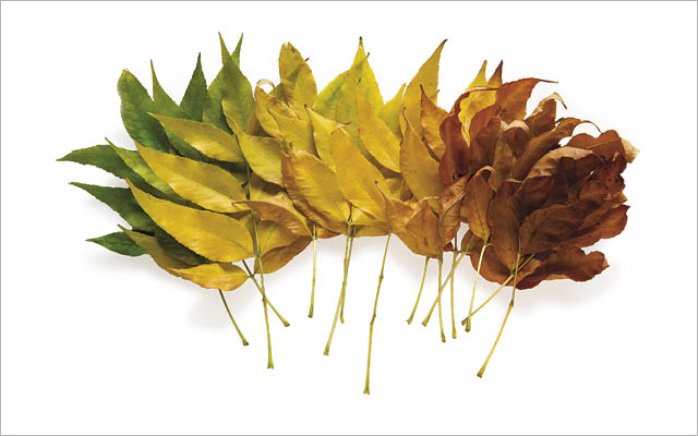 A series of leaves changing from green to yellow to red