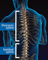Thoracic-and-Lumbar-Spine
