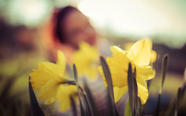 Woman behind daffodil flower