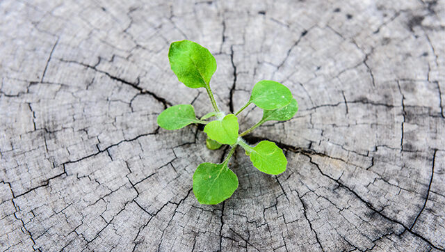 plant growing in center of old tree trunk