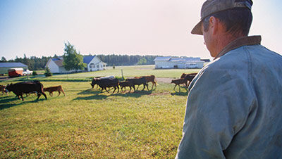 farmer and cows in pasture