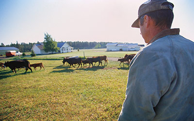 farmer and cows in pasture