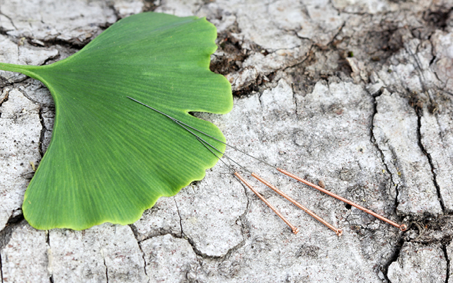 acupuncture-nature-leaf-needles