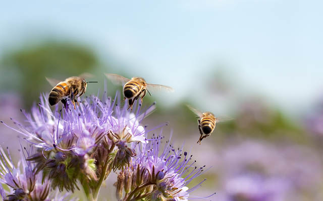 Bees pollinating purple flower