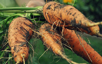 A bunch of freshly grown carrots are shown.