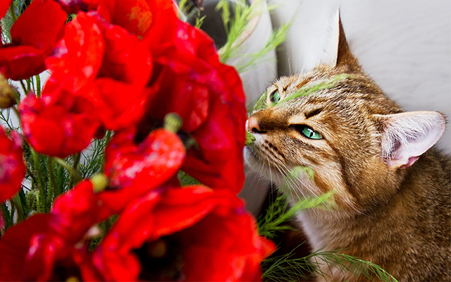 cat-kitten-roses