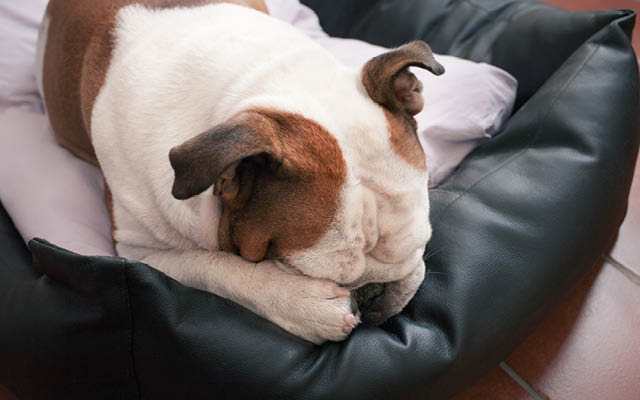 A dog sleeps on a couch.