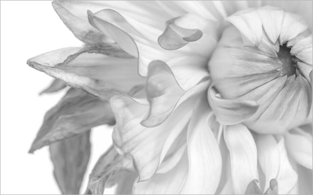 Black and white shot of a dying flower