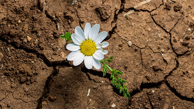 dirt-flower-daisy