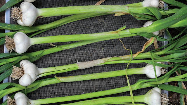Garlic bulbs and stems