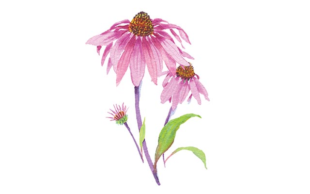 Illustration of echinacea