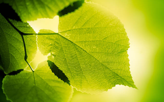 A backlit picture of a green leaf