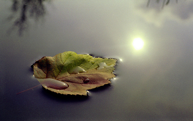 A leaf floats in the water.