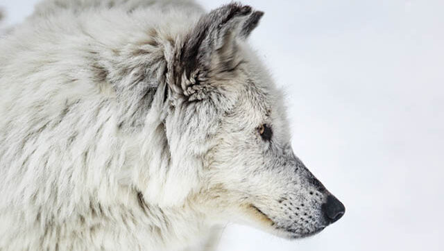 white timberwolf