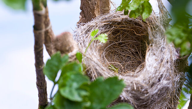 empty-nest