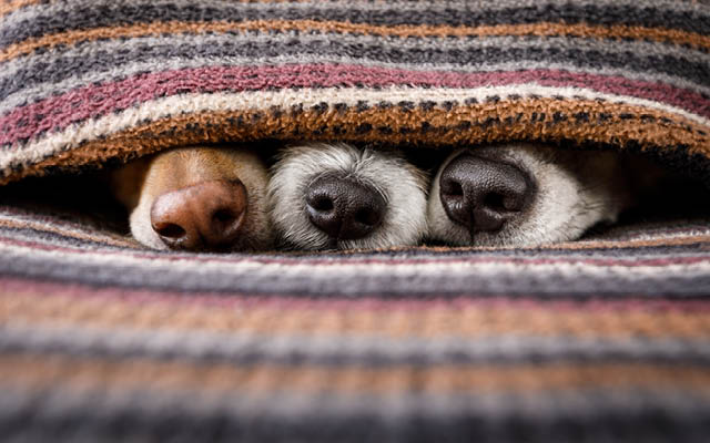 Dog noses peaking out under blanket