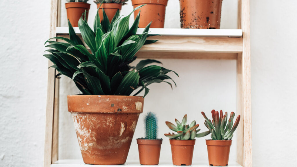 5 Health Benefits of Houseplants