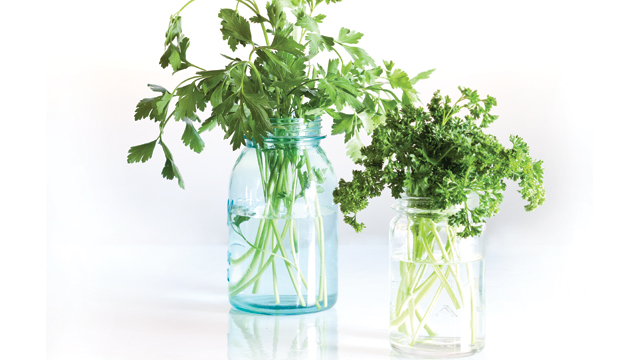 Two glasses full of parsley in water