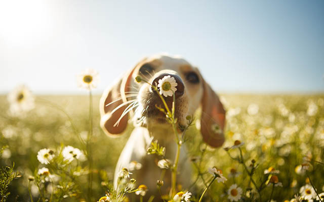 A white dog smelling a chamomile flower with the focus on the flower