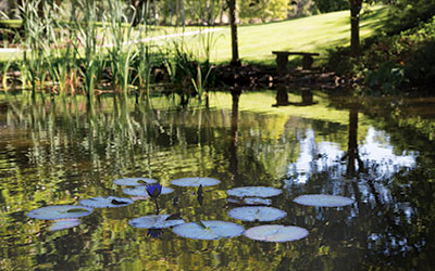 A pond full of lily pads
