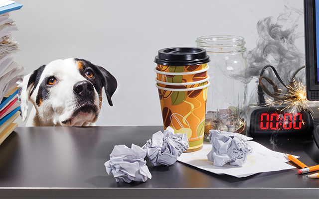 dog and coffee cup