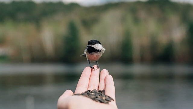 Bird eating food out of the palm of a hand