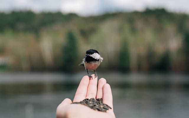 Bird eating food out of the palm of a hand