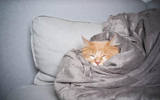 A cat cuddled in a blanket