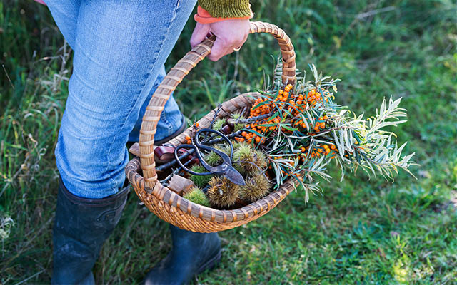 Person holding basket of foraged plants.