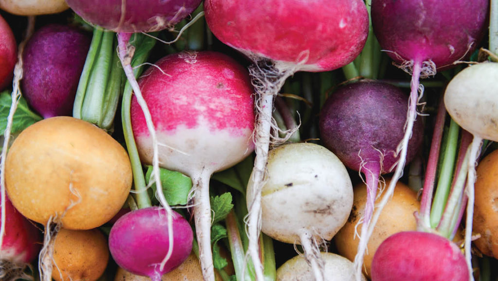 How to Buy and Store Radishes