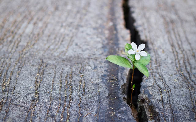 A tiny flower peeks through a crack in the ground.