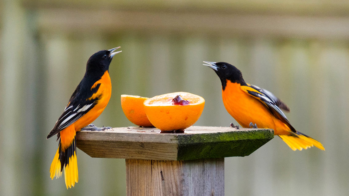 Two birds over a couple of orange halves.