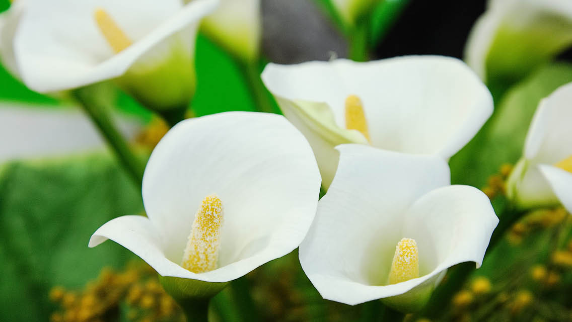 an arrangement of calla lillies