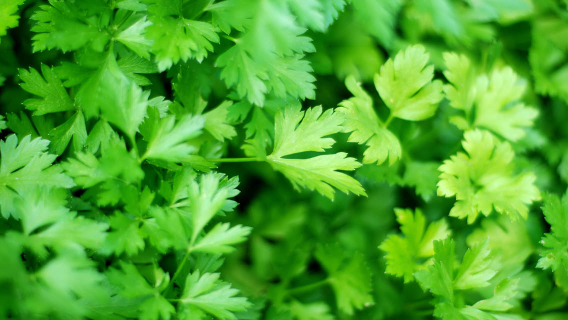 a close up of parsley