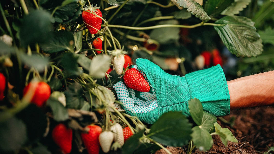 a gloved hand picks a fresh strawberry