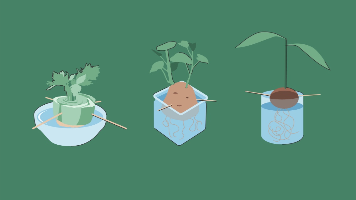 An illustration of three types of produce regrowing in water.