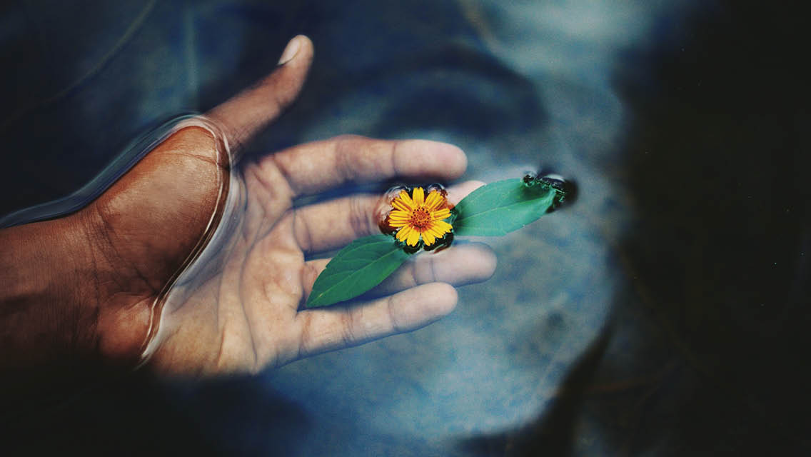 a hand holds a flower in water