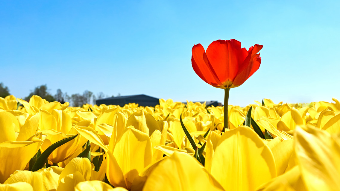 a red tulip grows higher in a field of yellow tulips