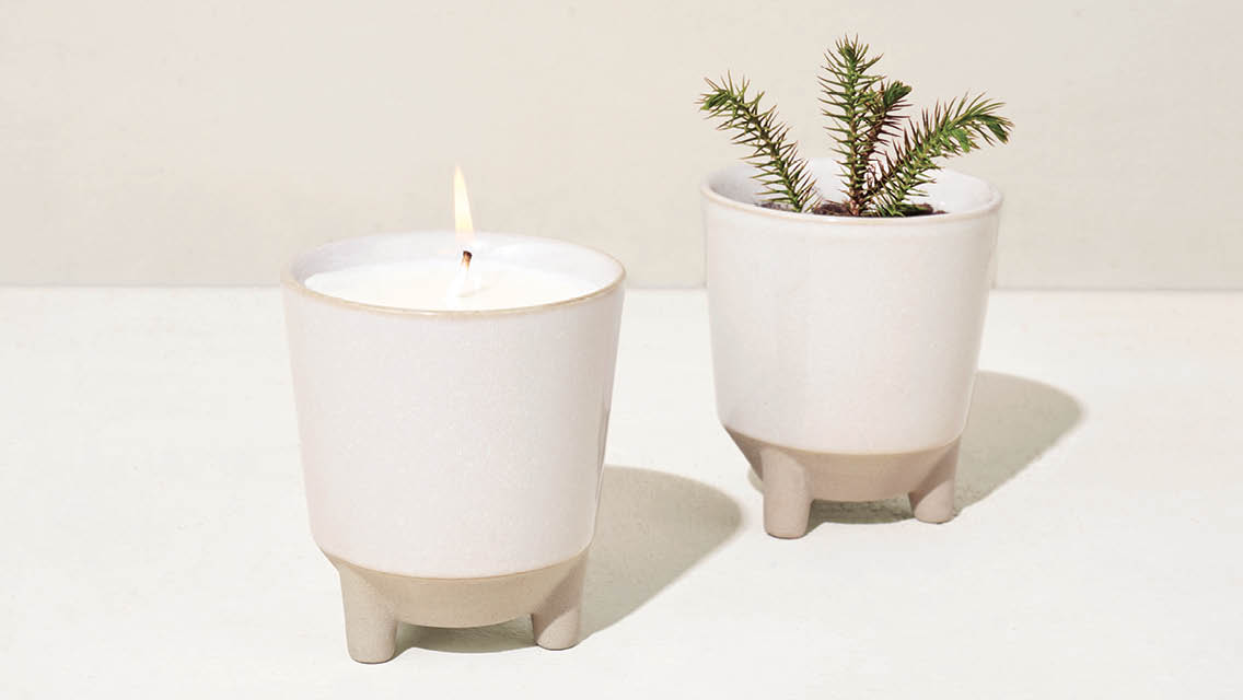 candle and sprouted evergreen tree from modsprout