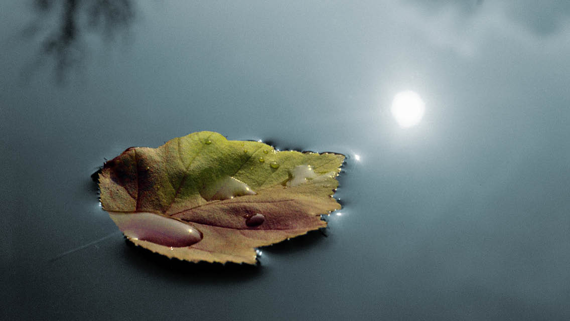 a lone leaf floats in water with the sun reflected