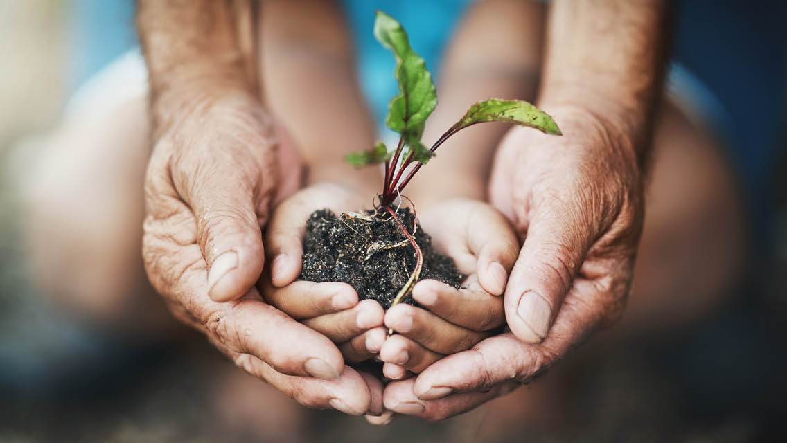 an adult and child's hands cradle a small plant in dirt
