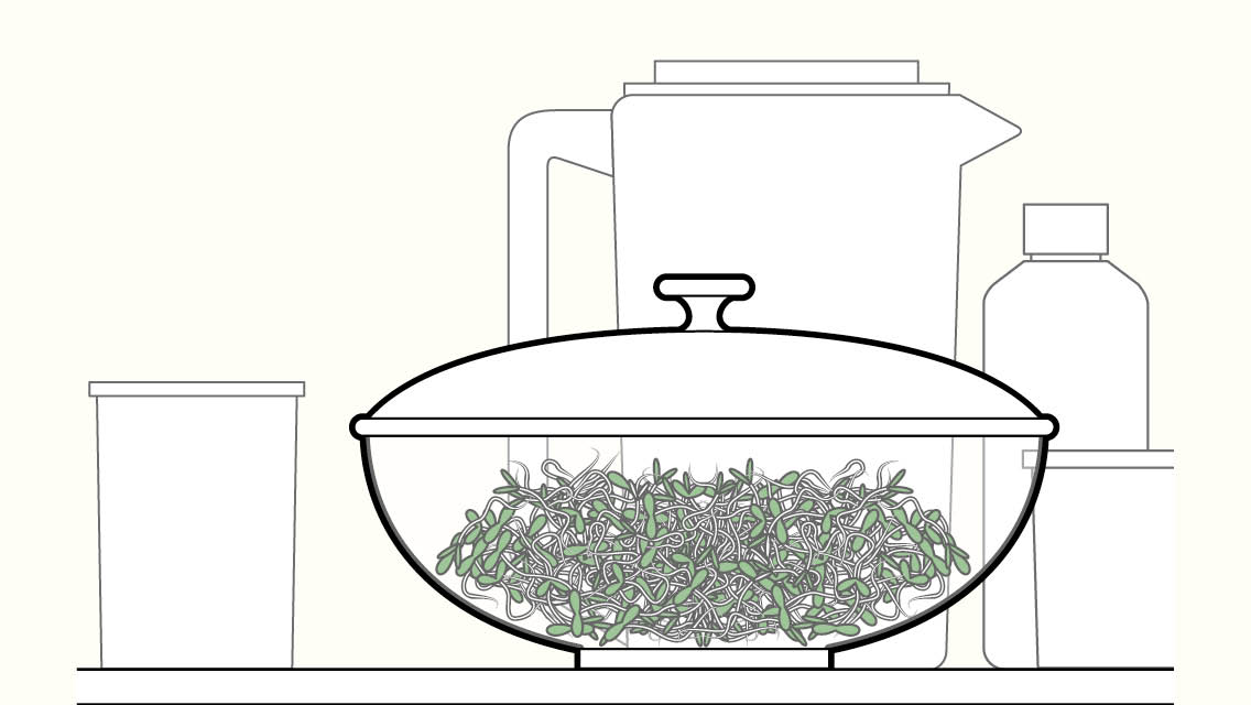 illustration step 3: sprouts in a clear covered container