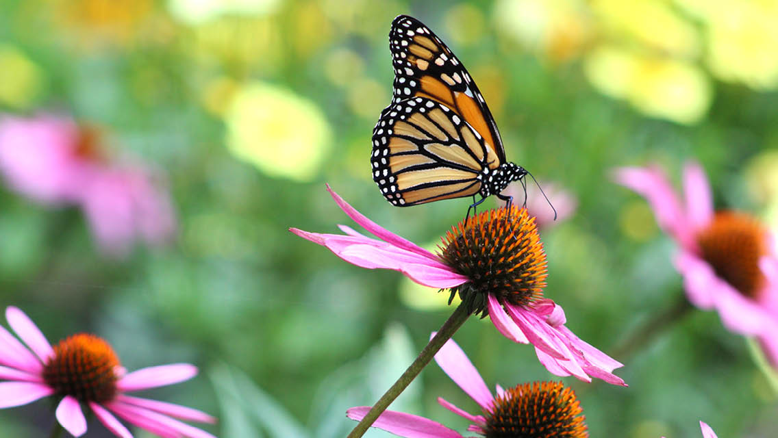 a monarch butterfly sits on a purple coneflower