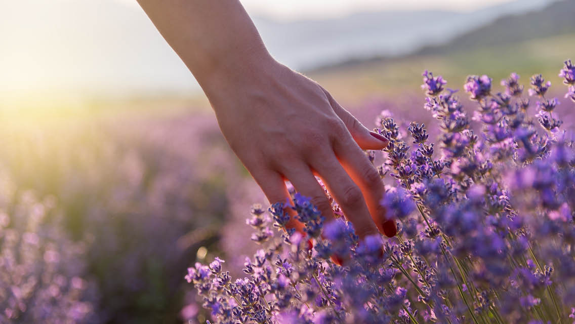 a hand brushes across lavendar