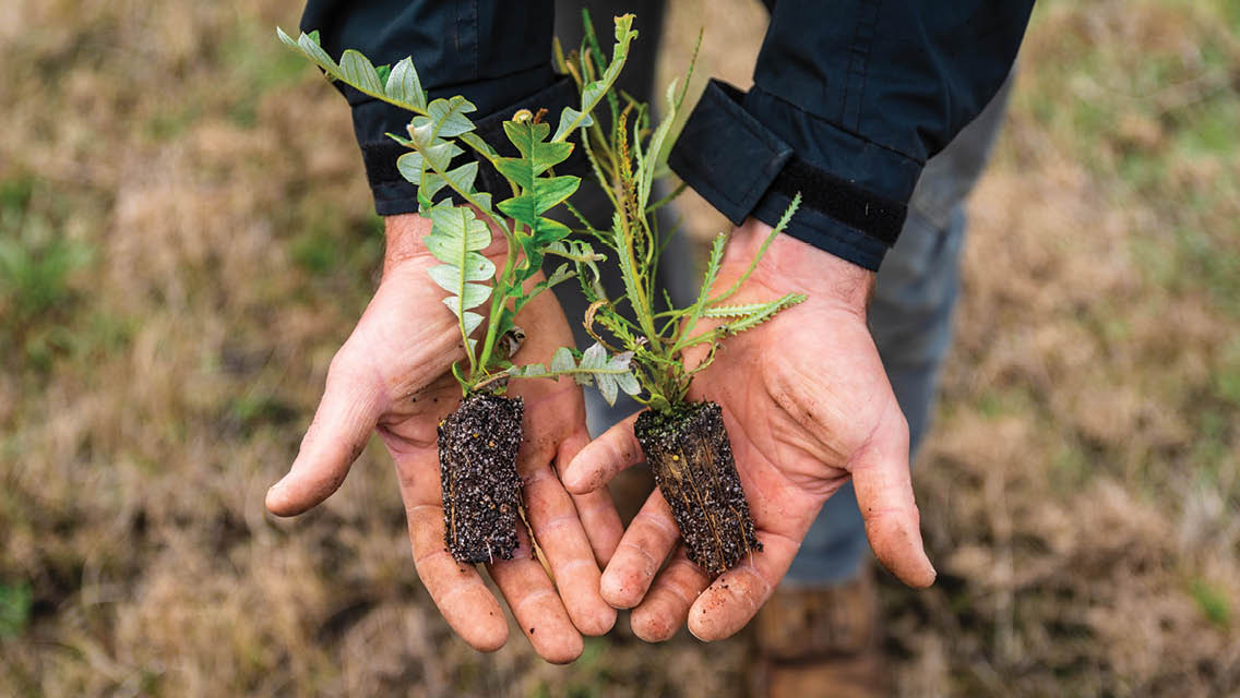 a person holds two tree starters
