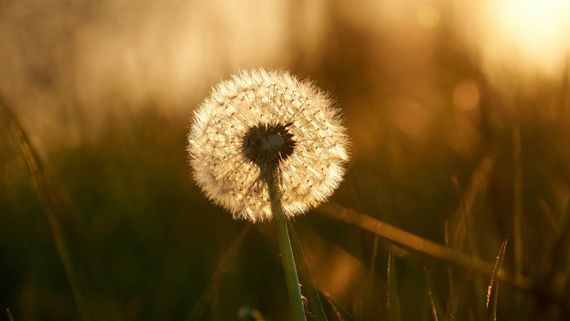 a seeded dandelion and setting sun