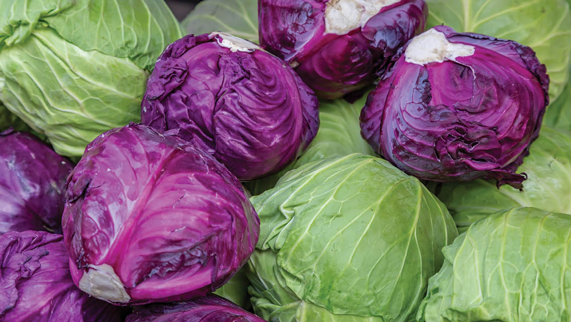 heads of red and green cabbage