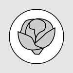 illustration head of cabbage