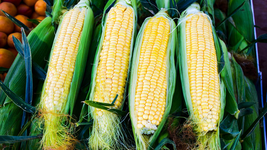 cobs of corn